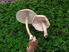 Marasmius cystidiosus