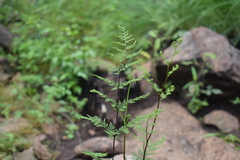 Cheilanthes tenuifolia