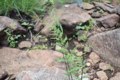 Cheilanthes tenuifolia