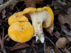 Cantharellus phasmatis