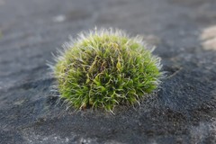 Grimmia pulvinata