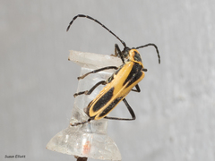 Chauliognathus scutellaris