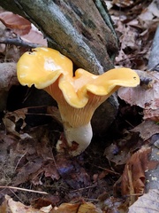 Cantharellus phasmatis