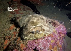 Zeugopterus punctatus