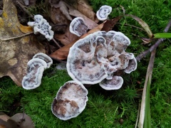 Phellodon confluens