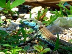 Giant Whiptail photo 4