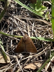 Argyrostrotis quadrifilaris