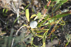 Isopogon polycephalus
