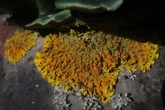 Xanthoria calcicola