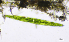 Closterium acerosum
