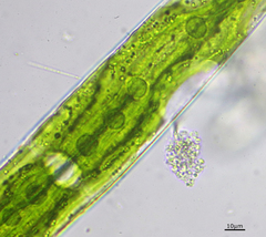 Closterium acerosum