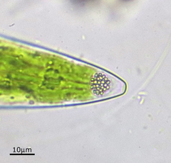 Closterium acerosum