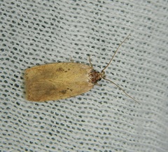Agonopterix subpropinquella