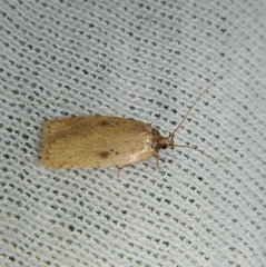 Agonopterix subpropinquella
