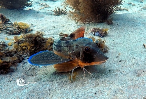 Sapphirine gurnard (Chelidonichthys lucerna) — Triglidae