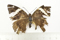 Euthalia phemius