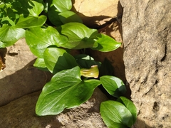 Arisarum vulgare