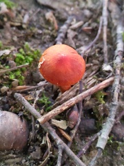 Cortinarius hesleri