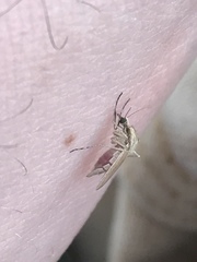 Aedes dorsalis