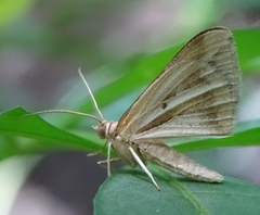 Chiasmia turbulentata