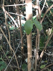 Myrcianthes fragrans