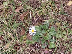 Bellis perennis