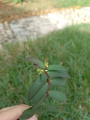 Euphorbia hyssopifolia