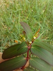Euphorbia hyssopifolia