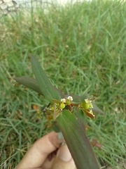 Euphorbia hyssopifolia