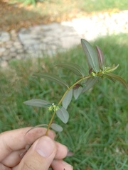Euphorbia hyssopifolia