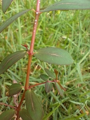 Euphorbia hyssopifolia