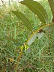 Euphorbia hyssopifolia