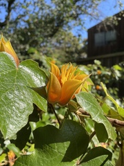 ×chiranthofremontia lenzii