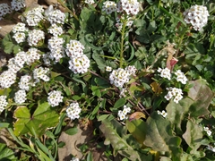 Lobularia maritima maritima