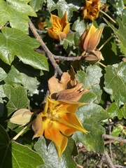 ×chiranthofremontia lenzii