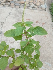 Amaranthus spinosus