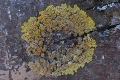 Xanthoria parietina