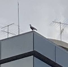 Caracara plancus