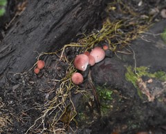 Lycoperdon fuligineum