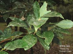 Beilschmiedia tsangii