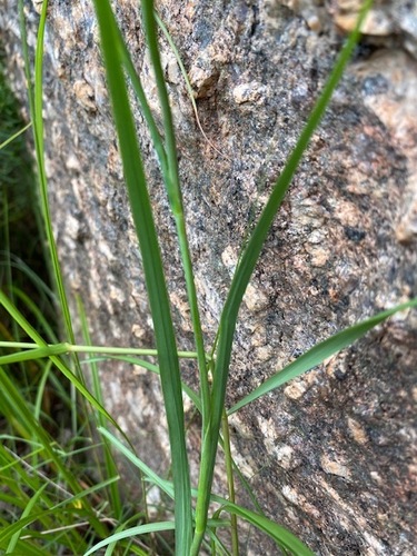 Radinosiphon leptostachya image