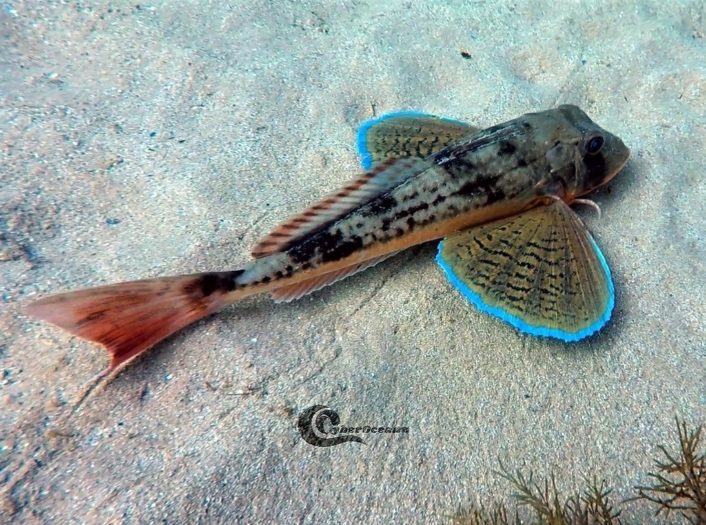 Rode poon (Chelidonichthys lucerna) — Triglidae
