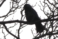 Corvus monedula