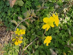 Oxalis pes-caprae