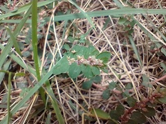 Euphorbia adenoptera