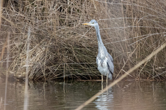 Ardea cinerea