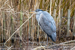 Ardea cinerea