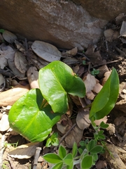 Arisarum vulgare