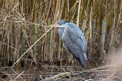 Ardea cinerea
