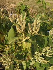 Colebrookea oppositifolia
